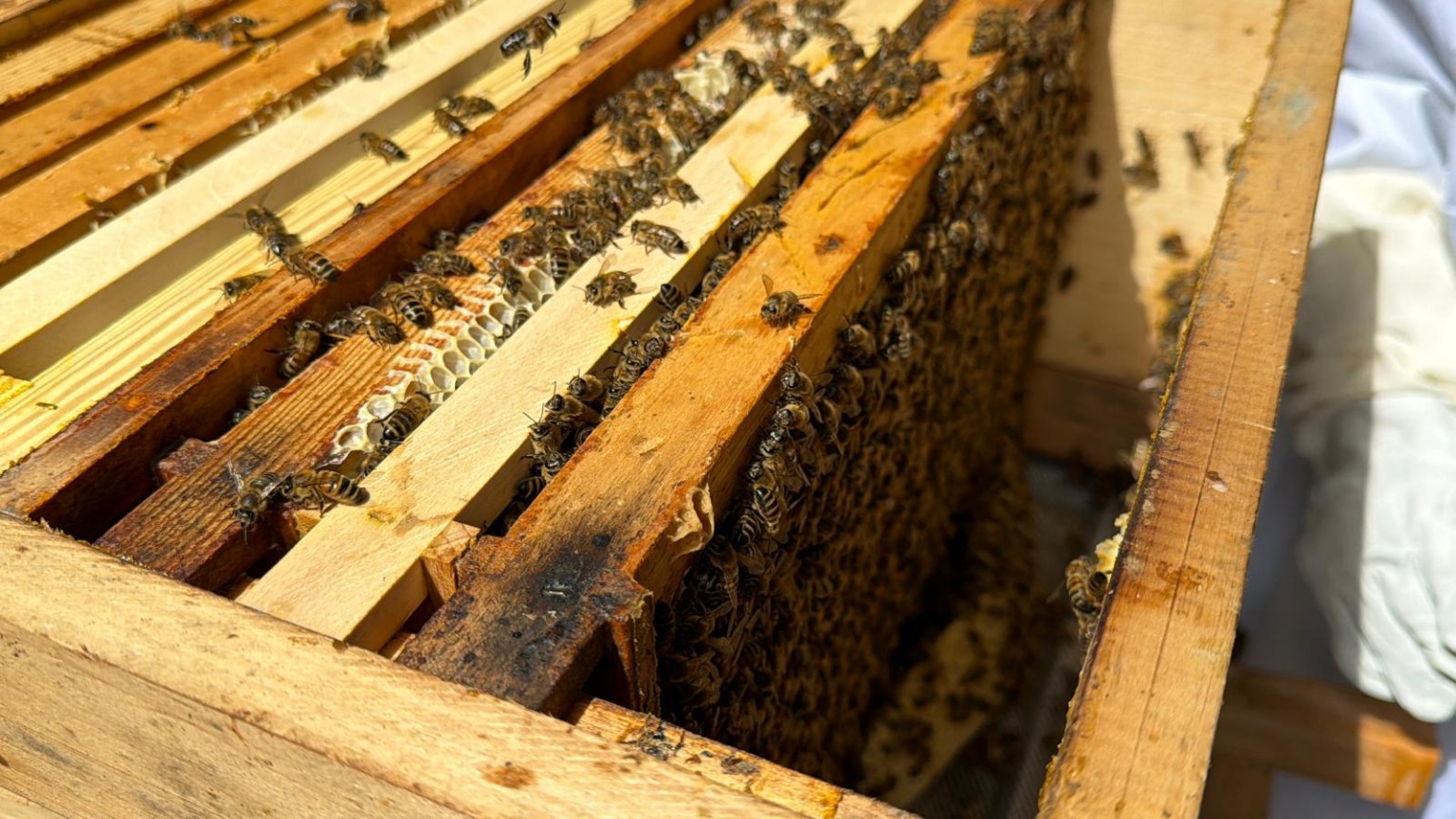 Einblick in einen Bienenstock mit Waben und Bienen